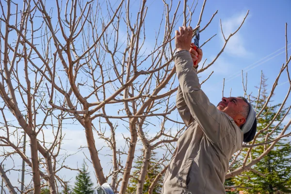 Aclarar un árbol que da mucha sombra en Noáin