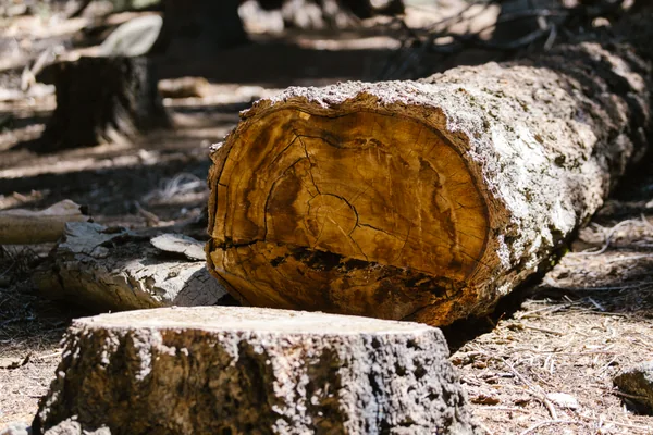 Quitar tocones del jardín en Noáin
